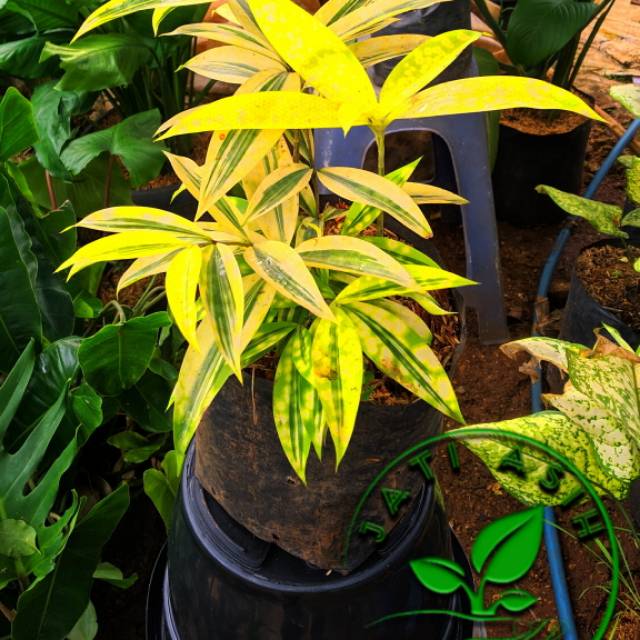 TANAMAN HIAS BAMBU JEPANG / BAMBU DRACENA GOLDEN
