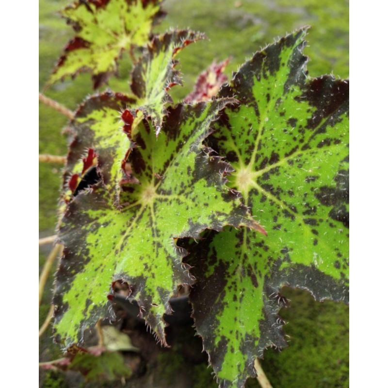 Tanaman begonia green tanaman rimbun