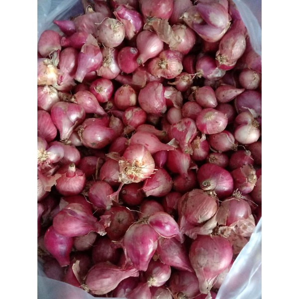 

Bawang merah besar super