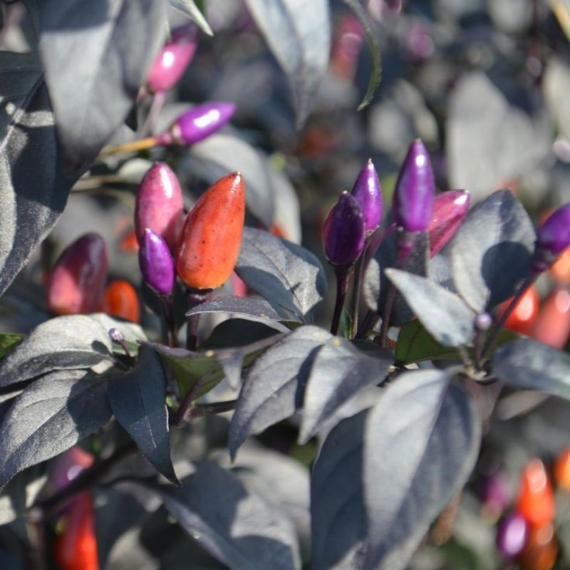 Benih Cabe Pelangi Purple Rainbow Tanaman Cabai Hias