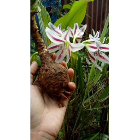 UMBI AMARILIS UNGU PUTIH / BIBIT AMARILIS