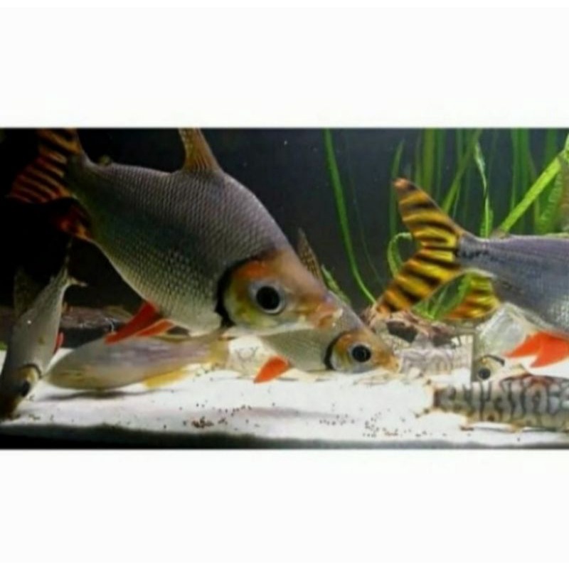 ikan yellow feifeng/ YFF