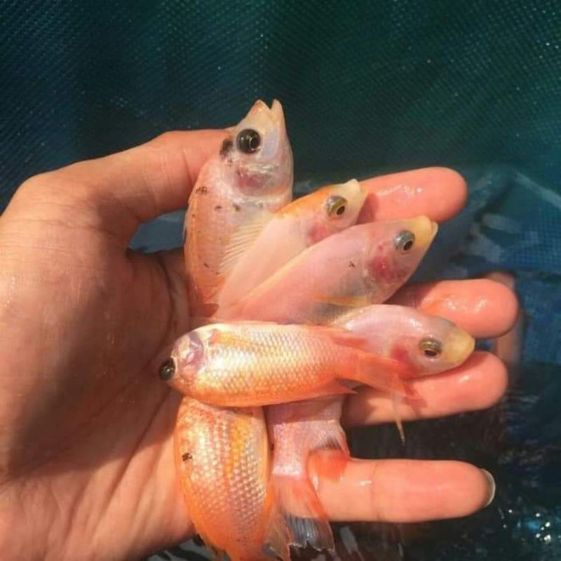 Bibit ikan nila merah bangkok ukuran 6-7cm
