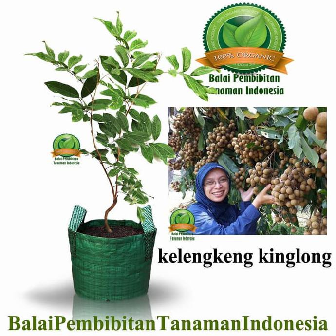 Bibit Kelengkeng King Long / Bibit Buah / Tanaman Mud4H