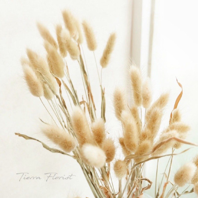 Dried Lagurus Natural | Dried Flower | Bunga Kering