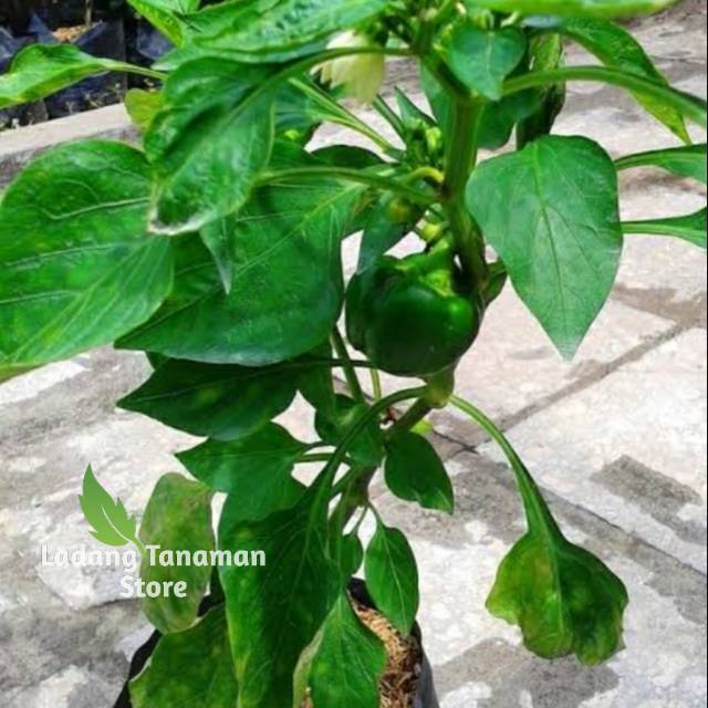 bibit pohon cabai setan