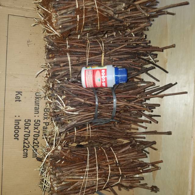 

Cutting anggur isabella