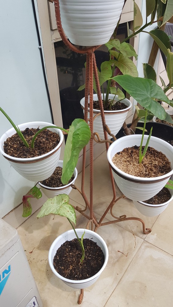 Tanaman Hias Singonium Tisu Sp