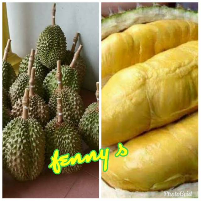 Bibit durian musang king kaki 5
