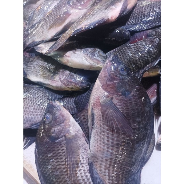 

Ikan Mujair Besar Segar 1kg ( Sudah bersih)