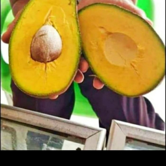 BIBIT BUAH ALPUKAT YAMAGATA
