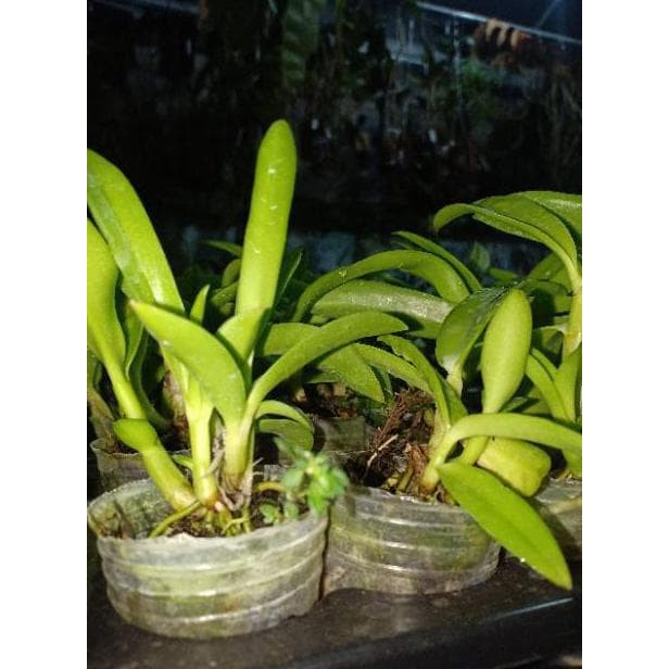 Seedling Anggrek Dendrobium Stratiotes Berkualitas