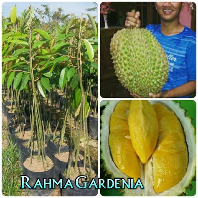 Bibit durian musangking kaki 4 asli