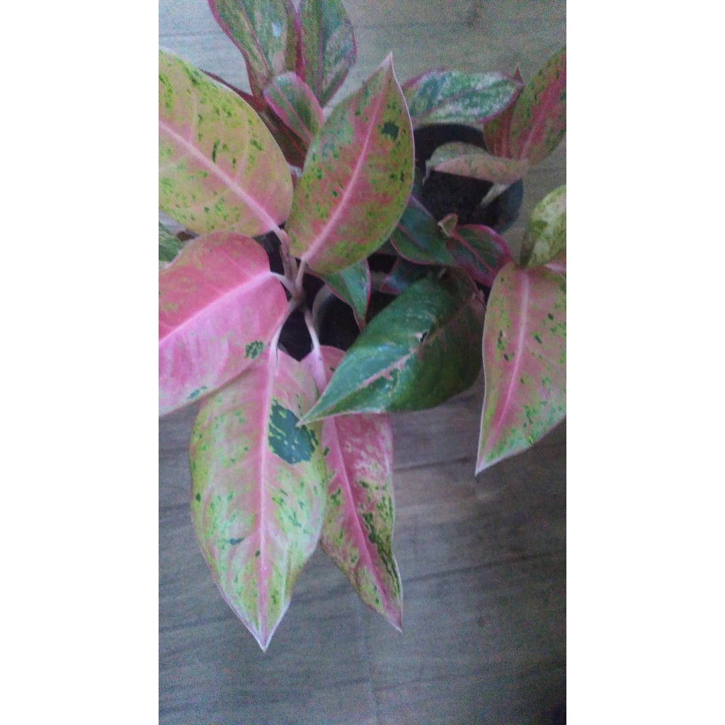 Bibit/tanaman hias, taman ,tanaman daun hias Aglonema Srikit Sri Rejeki