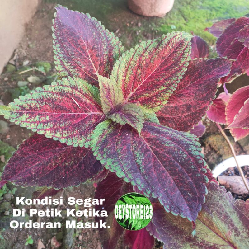 

Daun iler miyana jawer kotok segar 300 Grm