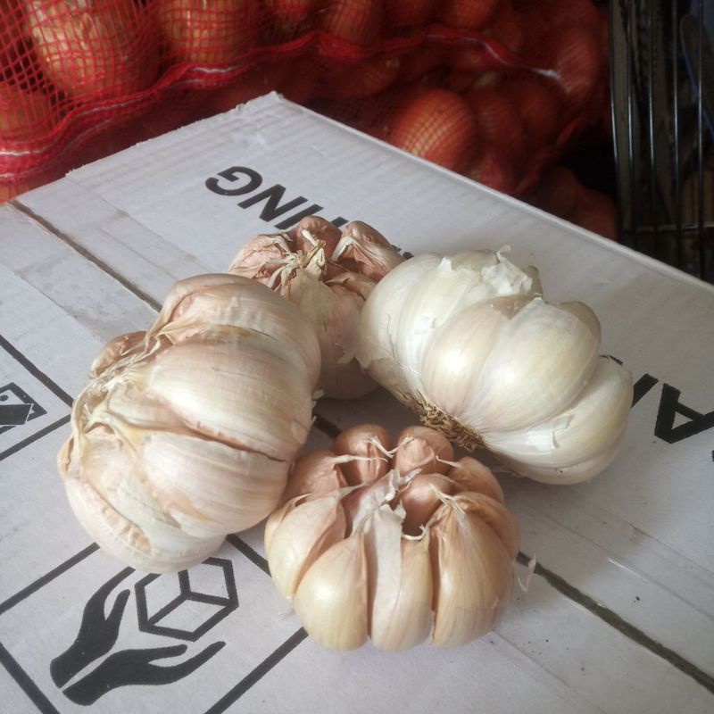 

Bawang putih Honan / Banci