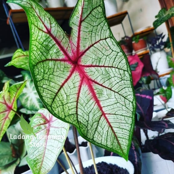 keladi white queen/caladium white queen/keladi thailand