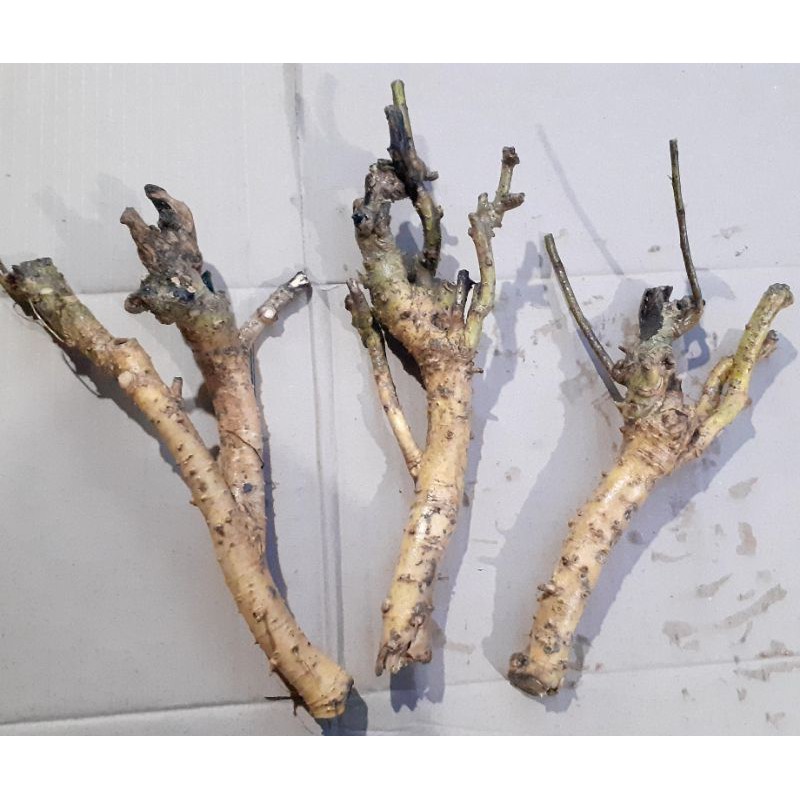 serut bahan bonsai berkarakter dari dongkelan mame