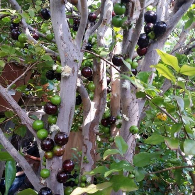 Tanaman Buah Jaboticaba / Anggur Pohon