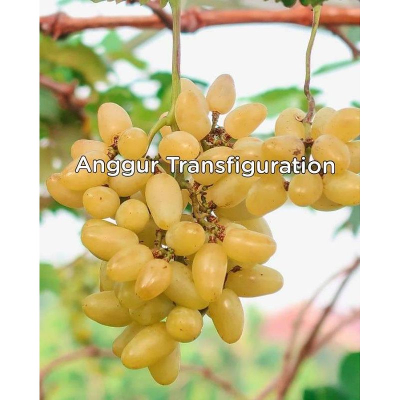 Entres anggur import Transfigurasi