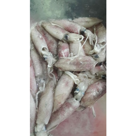 

Cumi Fresh Segar 500Gram,Tanpa Formalin 100%