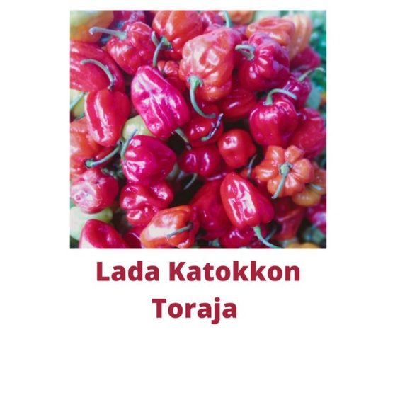 

Toraja Cabe Lada Katokkon Pedes Harum 1kg