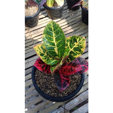 Puring ayu ting ting