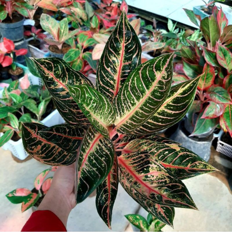 Aglonema Red Sumatra Indukan - Aglaonema Red Sumatera