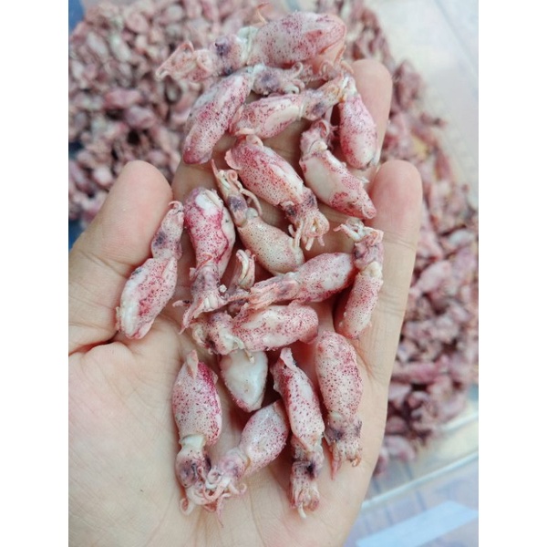 

Aneka Baby cumi kemasan 1kg