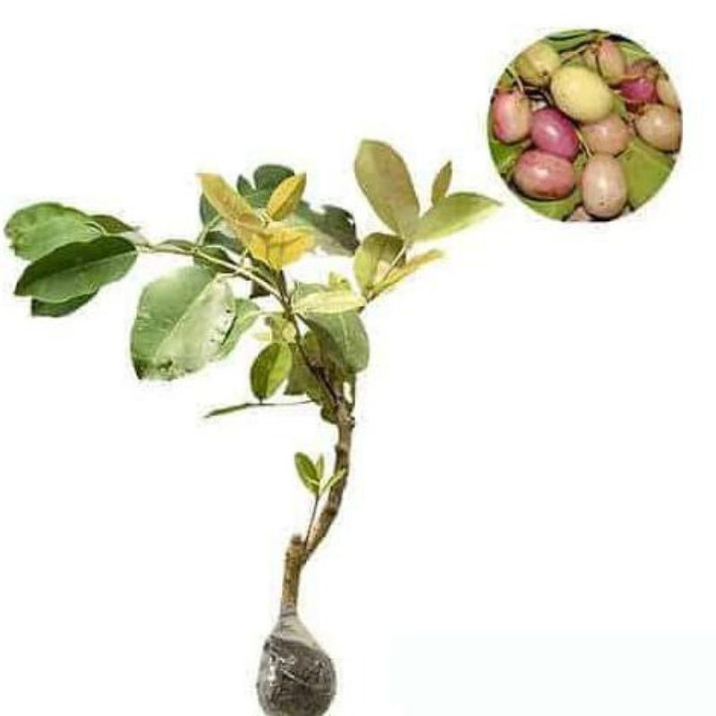 Bibit Juwet Putih Okulasi // Jamblang Putih // Duwet Putih