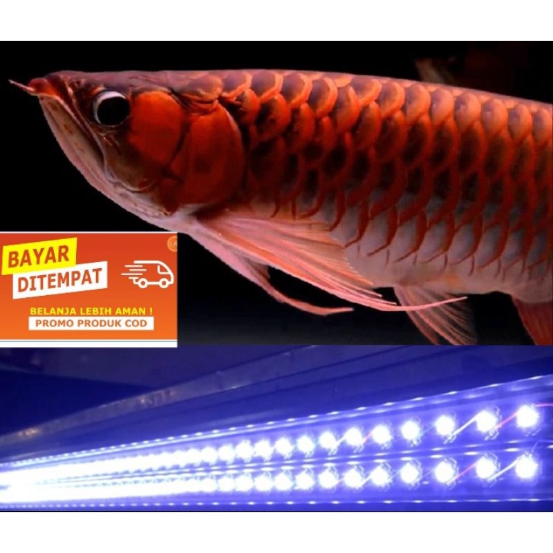 LAMPU TANNING HPL (3Watt/led) 72 mata led panjang 100 sampai 120cm 30.000 KELVIN