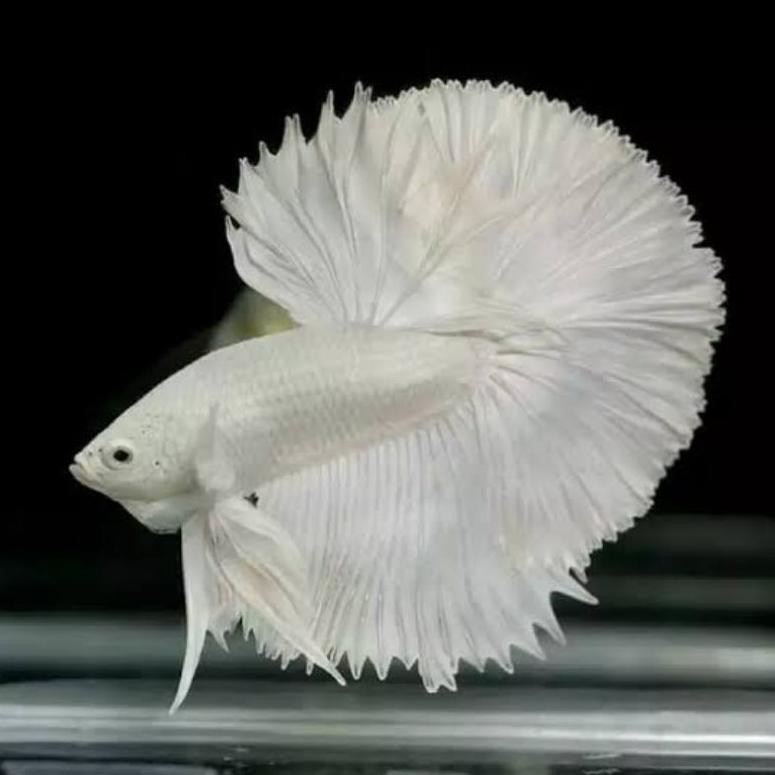 

[Best Seller AS 24Ap9Ck] Ikan Cupang Halfmon White Platinum Male ✭