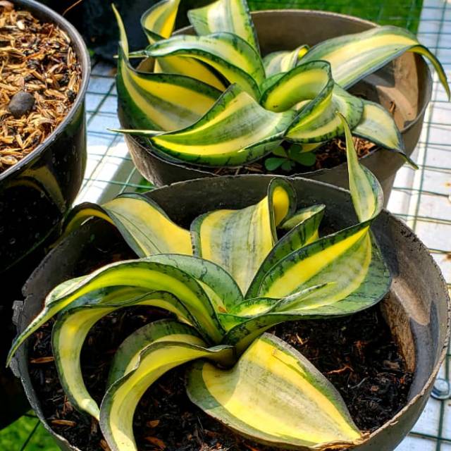 sansevera golden wendys dewasa(indukan)