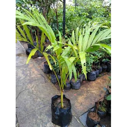 bibit palem ekor tupai