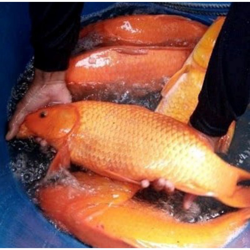 

Ikan mas segar