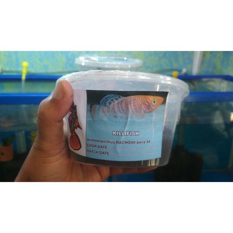 telur KILLIFISH RACHOVII_kaydako