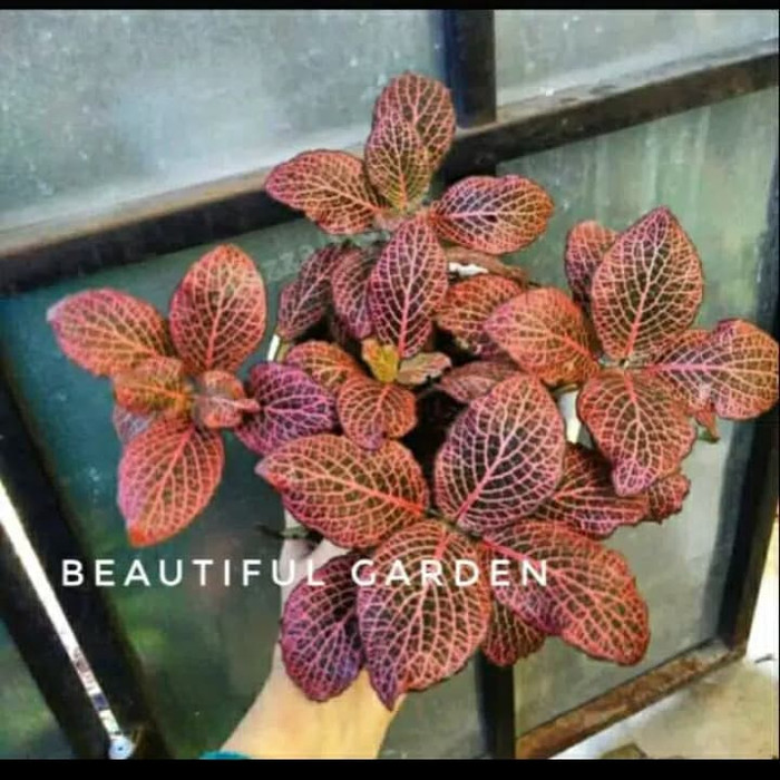 Tanaman hias episcia mutiara merah-fittonia merah