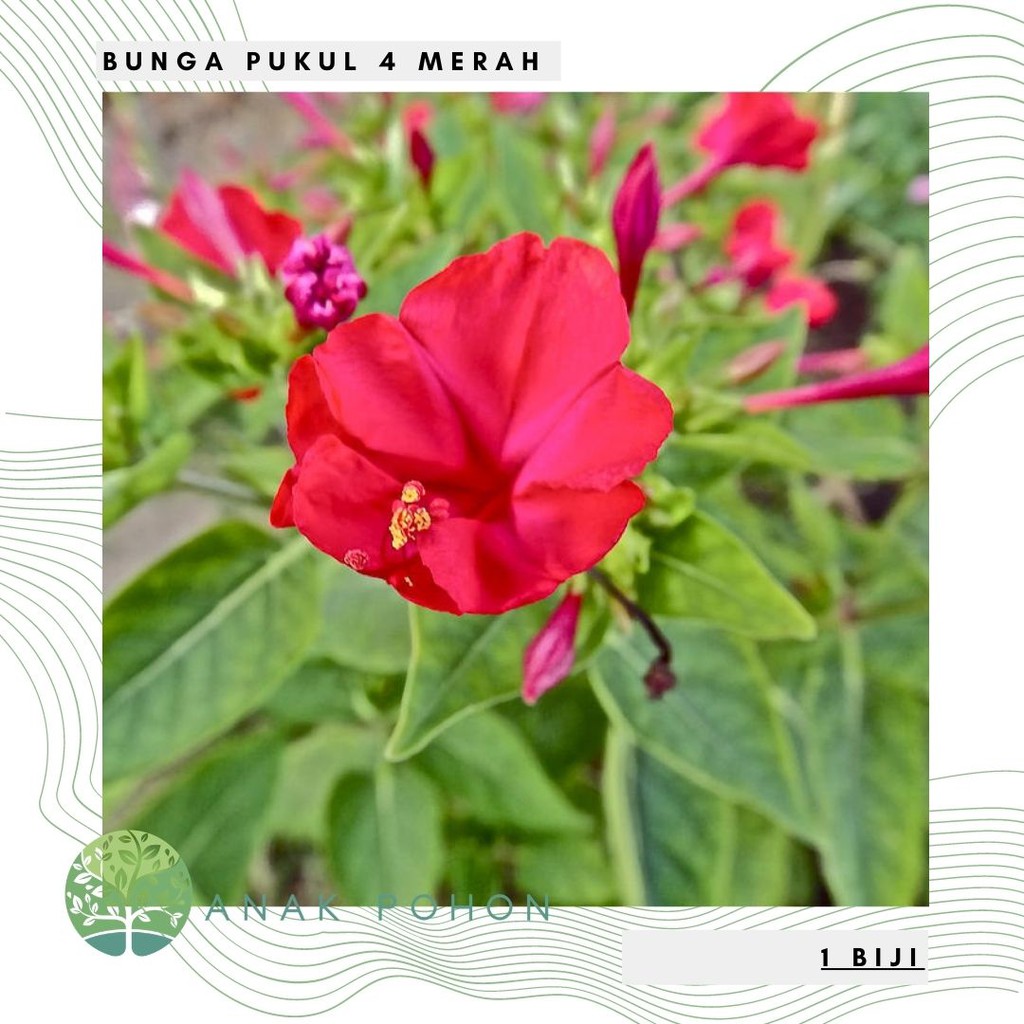 Benih Bibit Biji - Bunga Pukul Empat Merah / Four O'Clock Red Flower Seeds