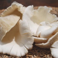 

Jamur Tiram Segar 5 Kilo