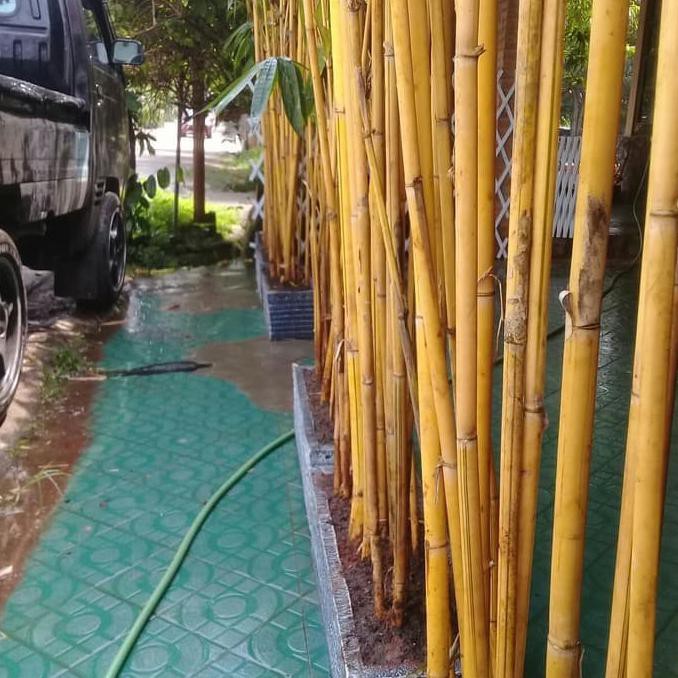 paket tanaman bambu kuning plus pot minimalis panjang 1 meter