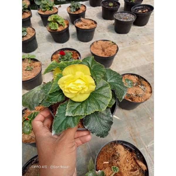 begonia mawar