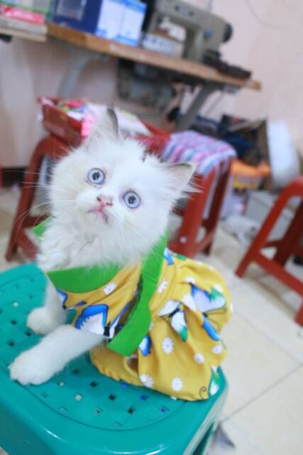 Dress hanbok lucu kuning hijau untuk kucing dan anjing / baju kucing murah size S M L XL