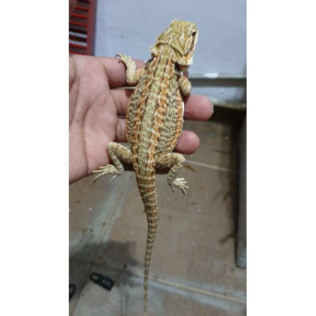 BD bearded dragon lb het hypo ph trans 26cm up