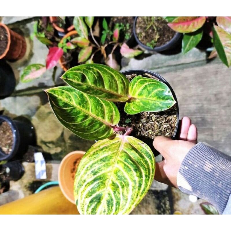 aglonema Rinjani baby murah promo
