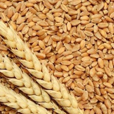 

Gandum Biji Utuh – Whole Wheat Grain – 500gr / 1kg / 2kg