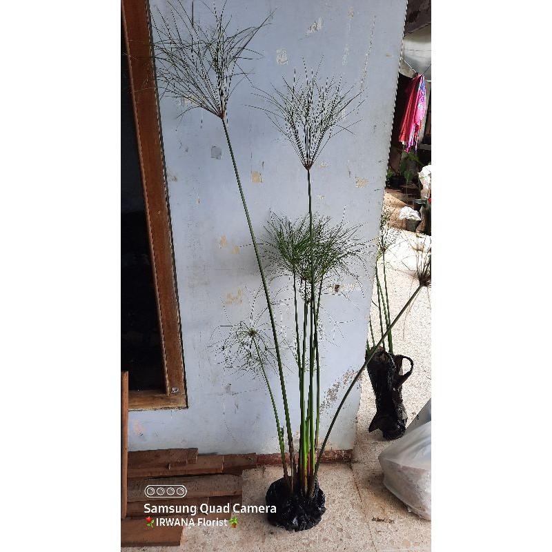 Tanaman hias giant papyrus