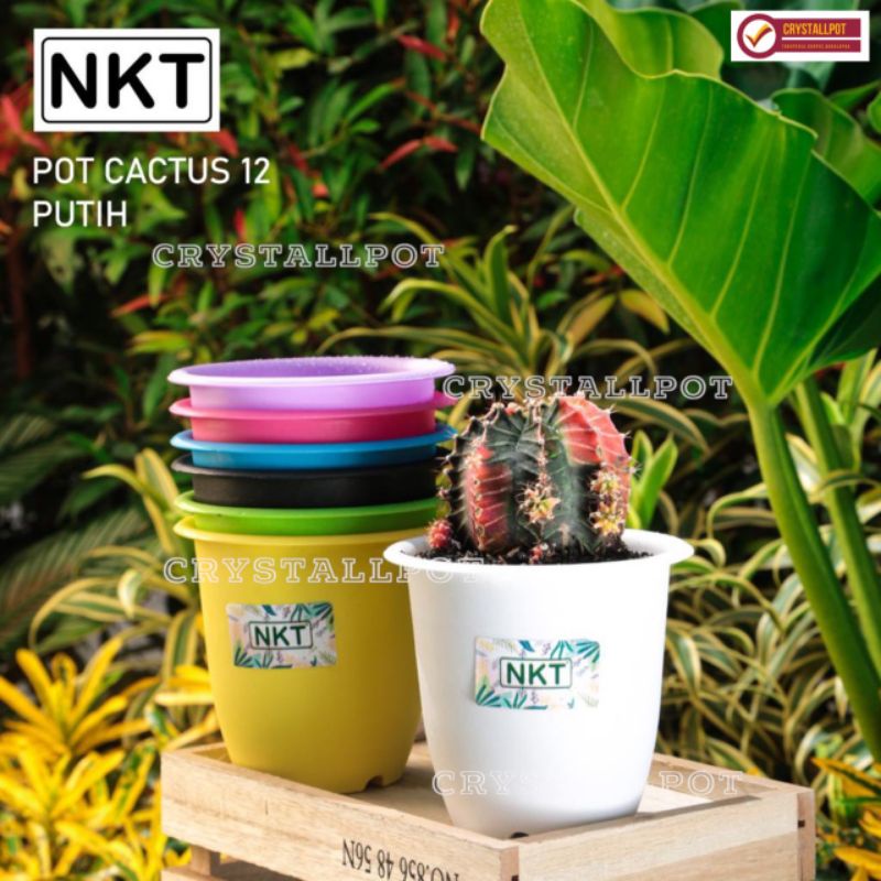 Pot bunga tanaman warna warni cactus 12cm - nkt cactus