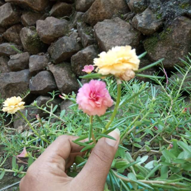 Bunga Krokot/bunga hias/stek