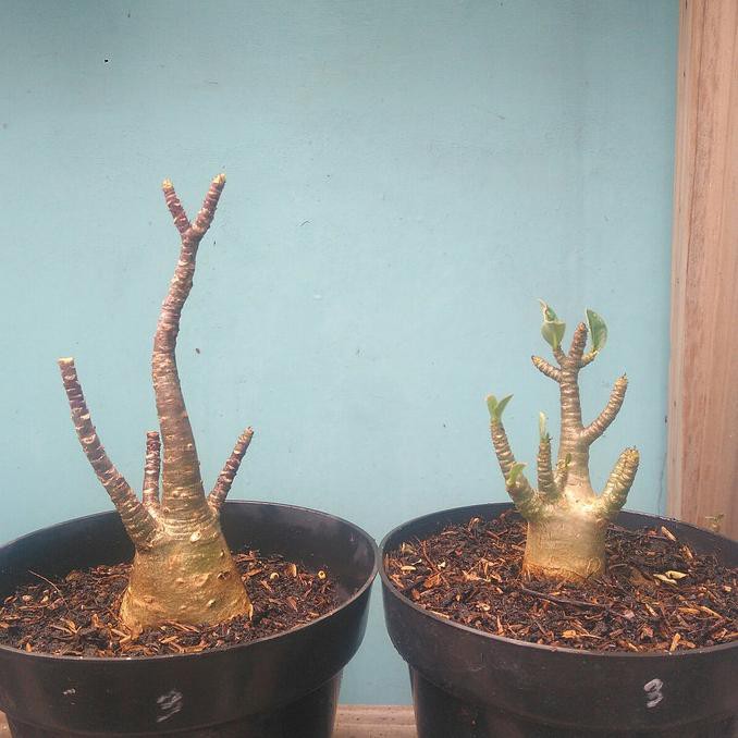Adenium Arabicum Hybrid Mame