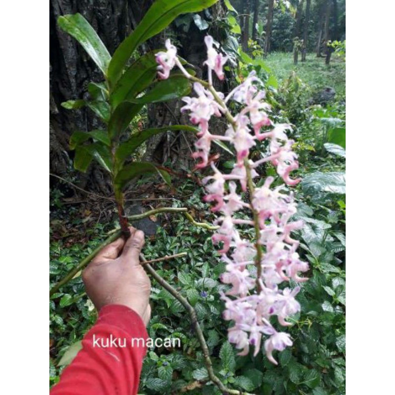 angrek kuku macan